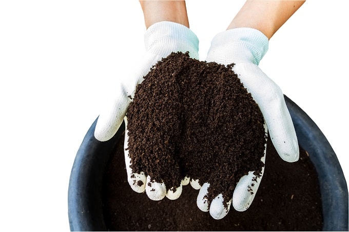टॉप ड्रेसिंग के लिए क्या उपयोग करें - What To Use For Top Dressing In Hindi